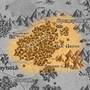 landkarte_scalewood.jpg